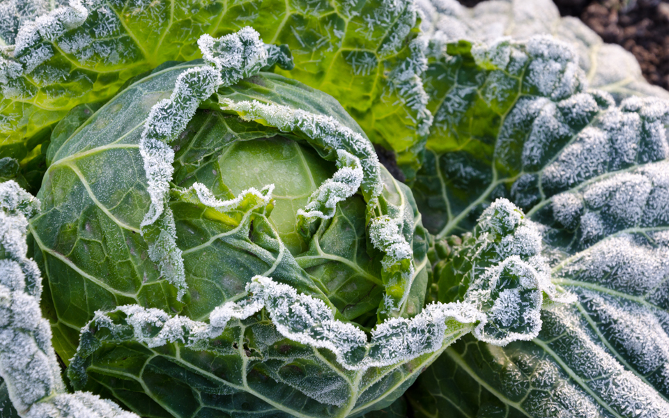 τον-γενάρη-τρώμε-τα-καλύτερα-λάχανα-2118025