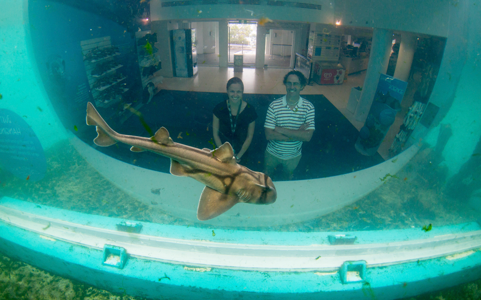 η-ανθρώπινη-διάσταση-του-καρχαρία-2117969