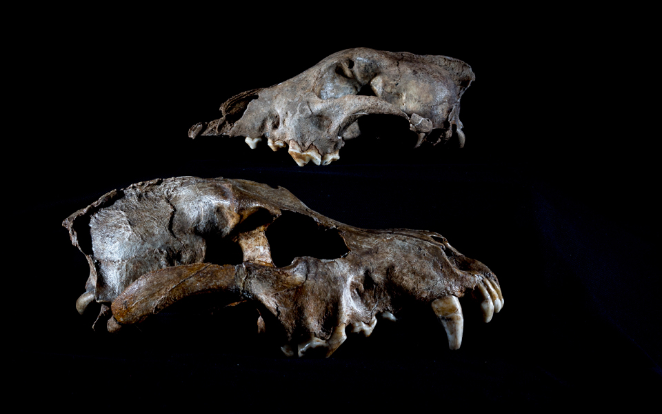 ερευνώντας-την-εξέλιξη-του-σκύλου-2118912