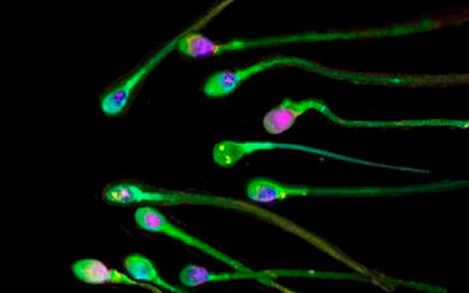 ισως-οι-πατέρες-δεν-μεταφέρουν-απλά-2118537