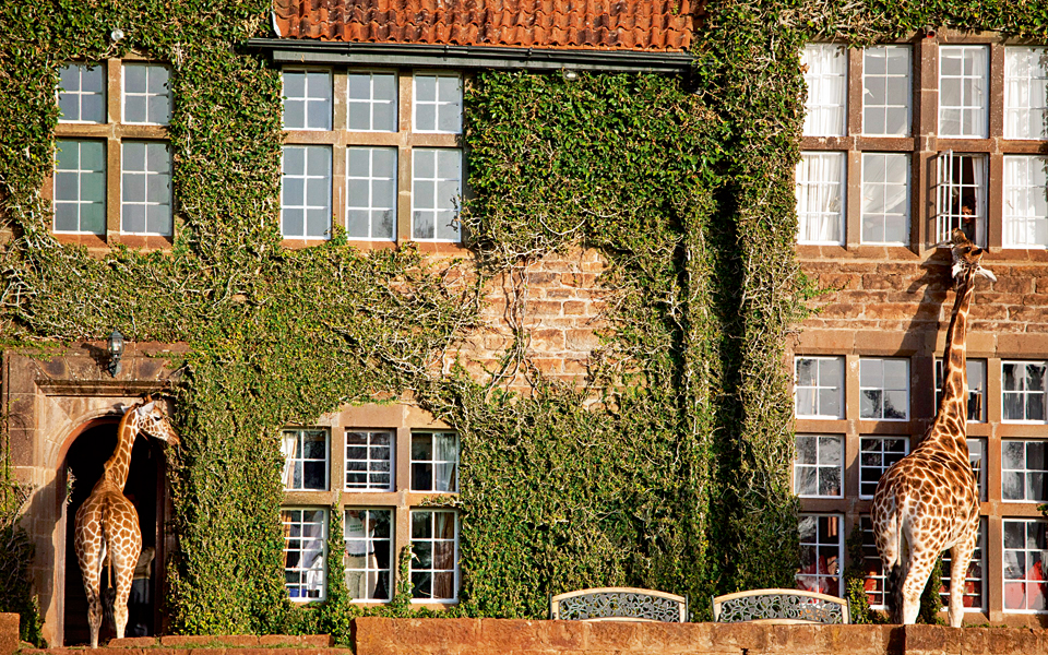 γευματίζοντας-με-μια-καμηλοπάρδαλη-2121463