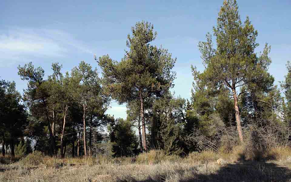 οι-κάμπιες-κατέλαβαν-το-δάσος-του-σέιχ-2122060