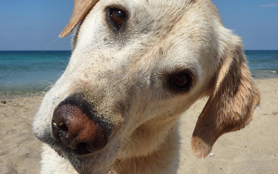 η-αισιόδοξη-παρέα-του-αnimaniac-2122919