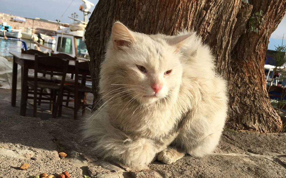 κι-όλα-αυτά-για-ένα-γάτο-μετανάστη-από-τ-2123750