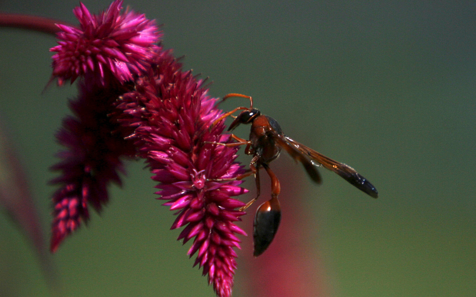 σε-κίνδυνο-η-γεωργική-επικονίαση-2124059