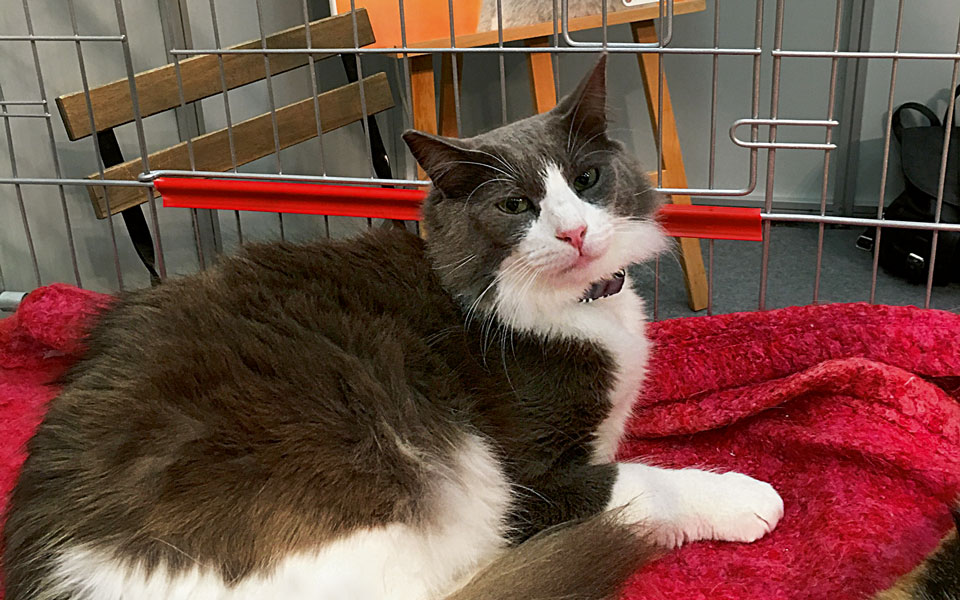 η-μέρα-που-γνώρισα-τον-φούσκα-2123290