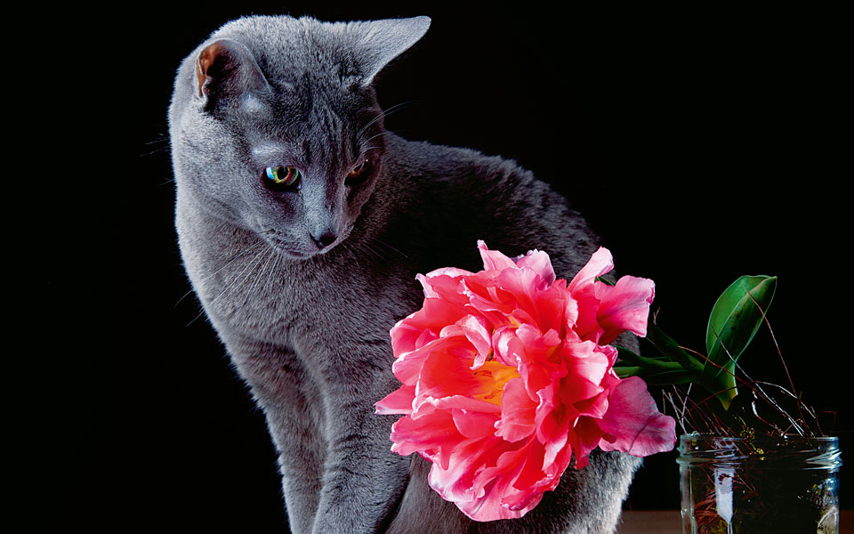 νύχτα-με-την-γάτα-2123287