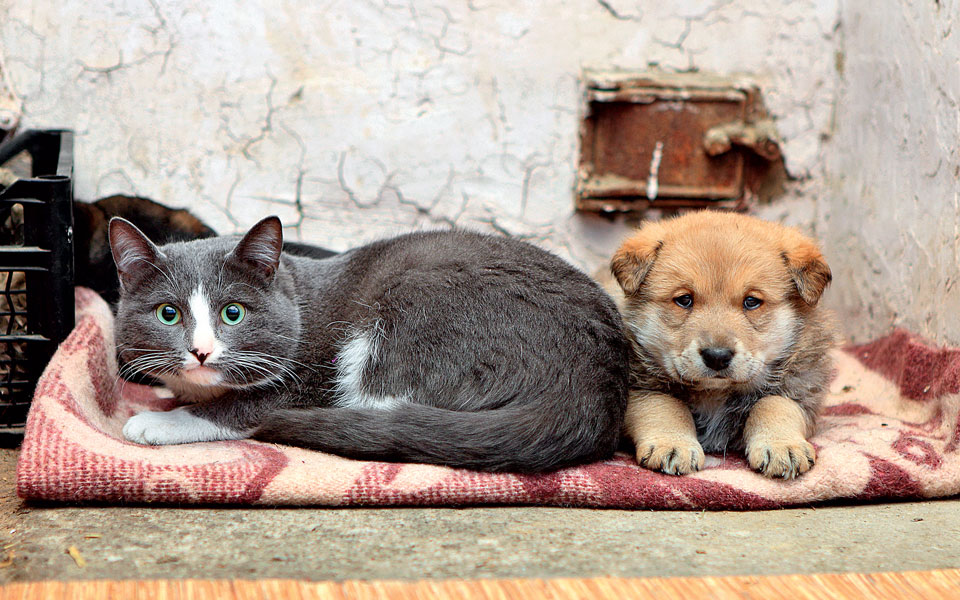 τρώνε-υγιεινά-ο-σκύλος-και-η-γάτα-σας-2123292