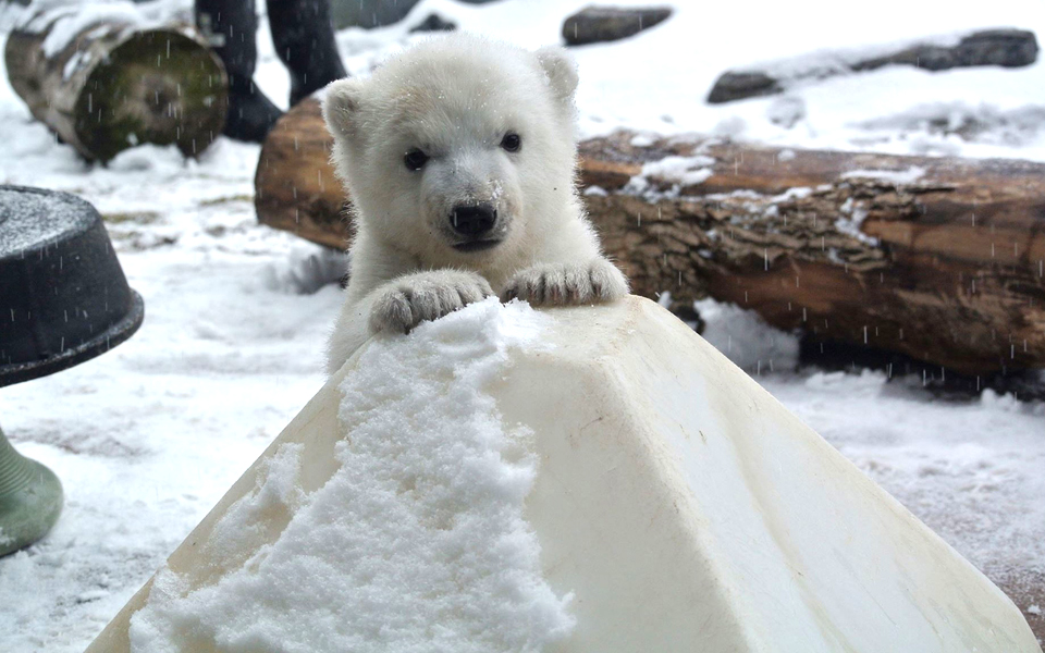 παιχνίδια-με-το-χιόνι-2123312