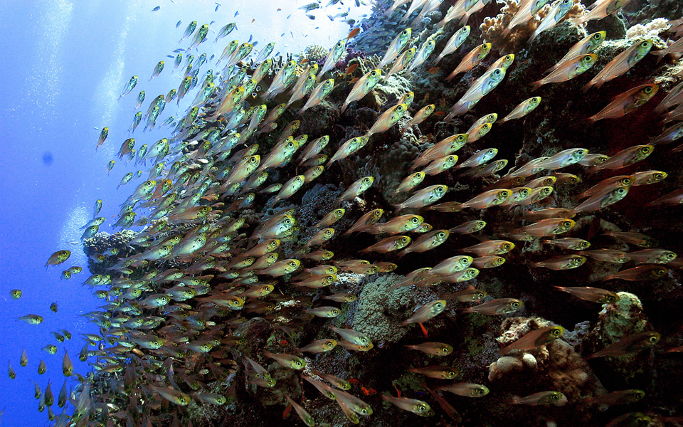 εισβολείς-από-το-σουέζ-κυριεύουν-τη-2121195