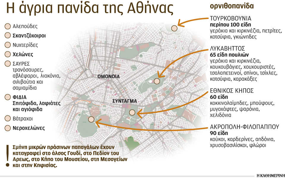 η-άγρια-ζωή-επιβιώνει-και-στην-αθήνα-2125060