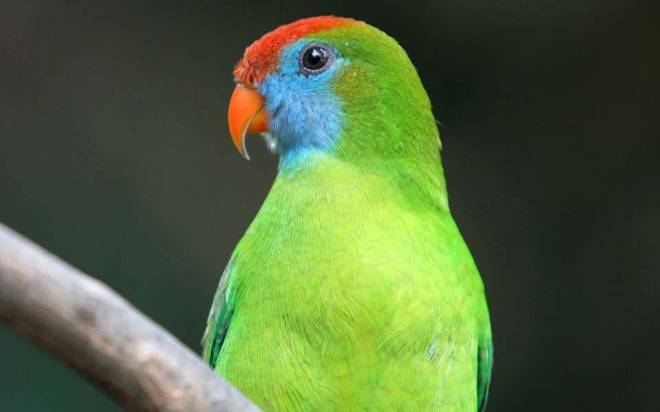 η-ευστροφία-των-γοητευτικών-παπαγάλω-2128089