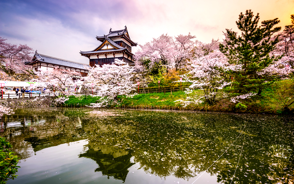 μια-δαμασκηνιά-φέρνει-την-άνοιξη-2126389