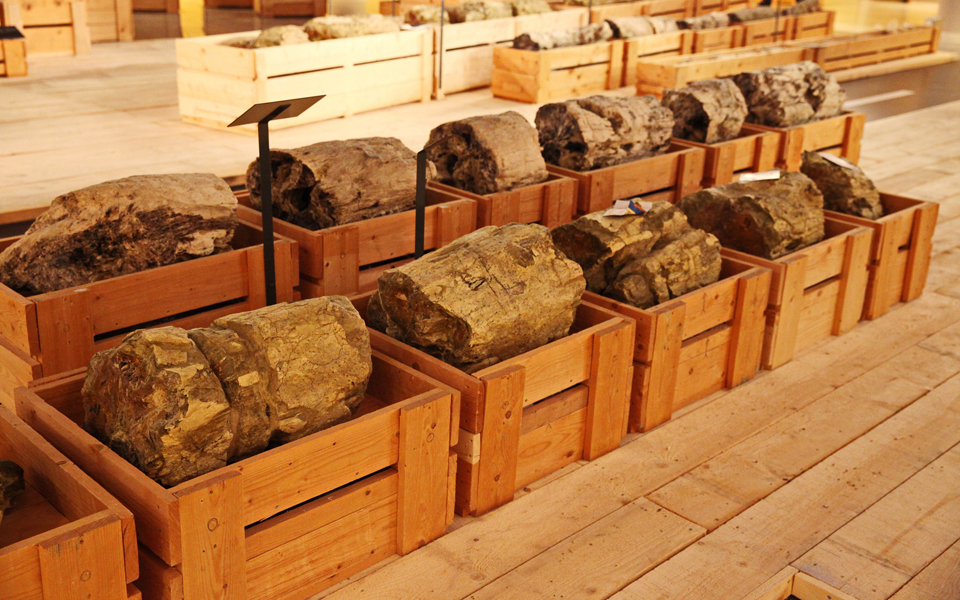 το-δάσος-κάτω-από-τον-δρόμο-2124763