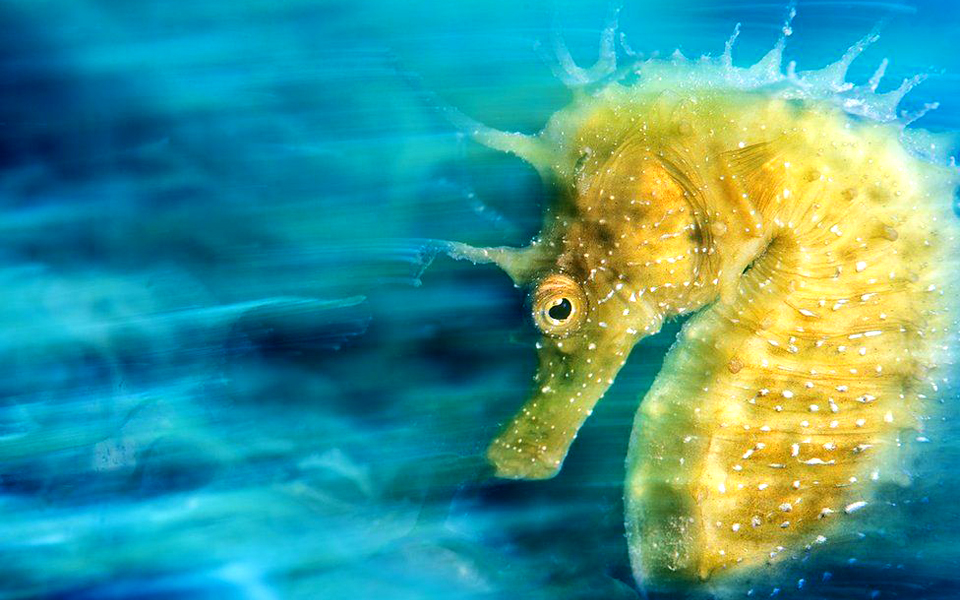 στον-χρυσό-το-χρυσό-2126400