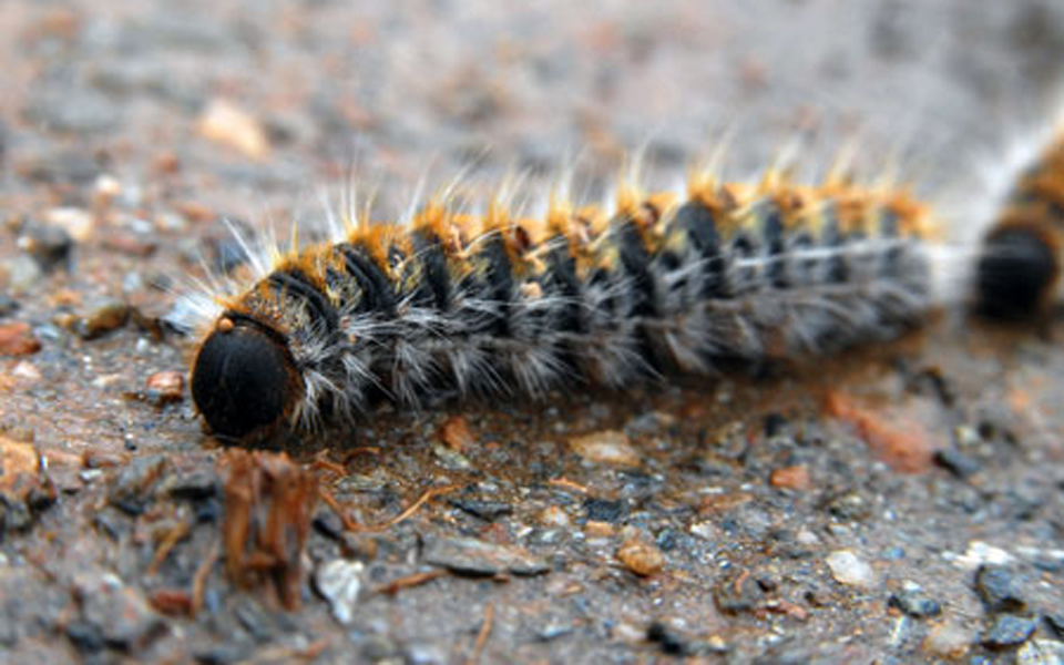 αύξηση-πληθυσμών-της-κάμπιας-φέτος-2125065