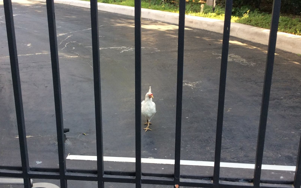 τα-ζώα-που-συγκλόνισαν-την-ελλάδα-2125059