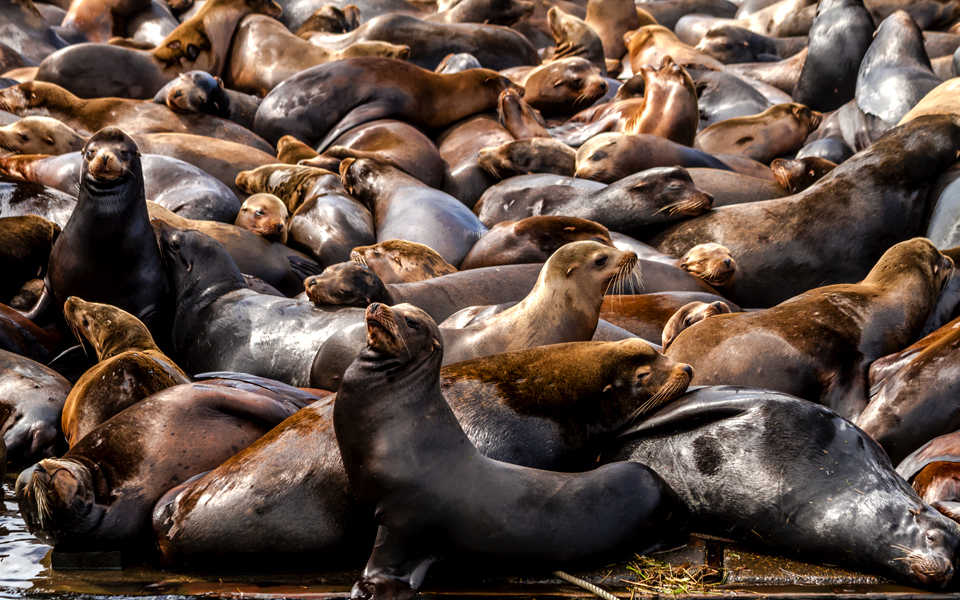 η-επέλαση-των-θαλάσσιων-λεόντων-2127307
