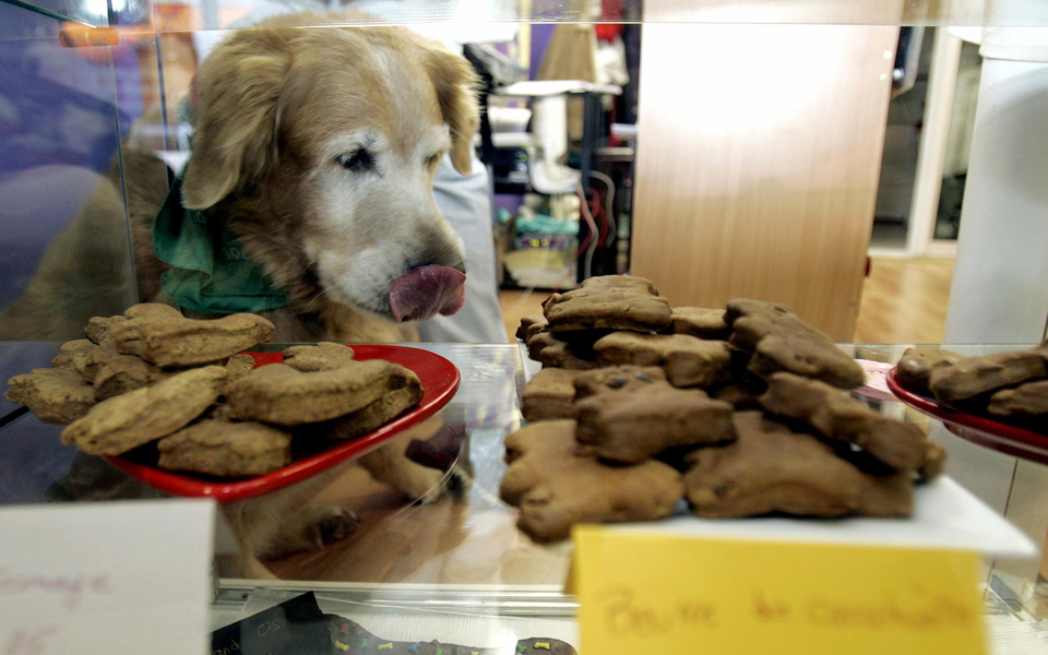 εύκολη-ζωή-για-τετράποδα-2126630