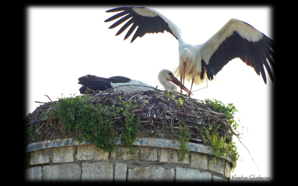 φωτογραφία-του-χρήστη-cholevas-kostas-συμμετοχή-σ-2131919