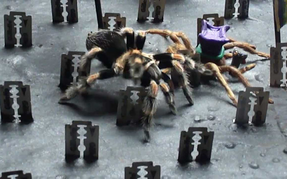 η-αράχνη-και-οι-λεπίδες-2129446