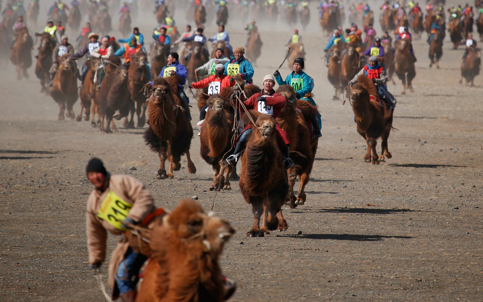 οι-καμήλες-κάνουν-σπριντ-2129888