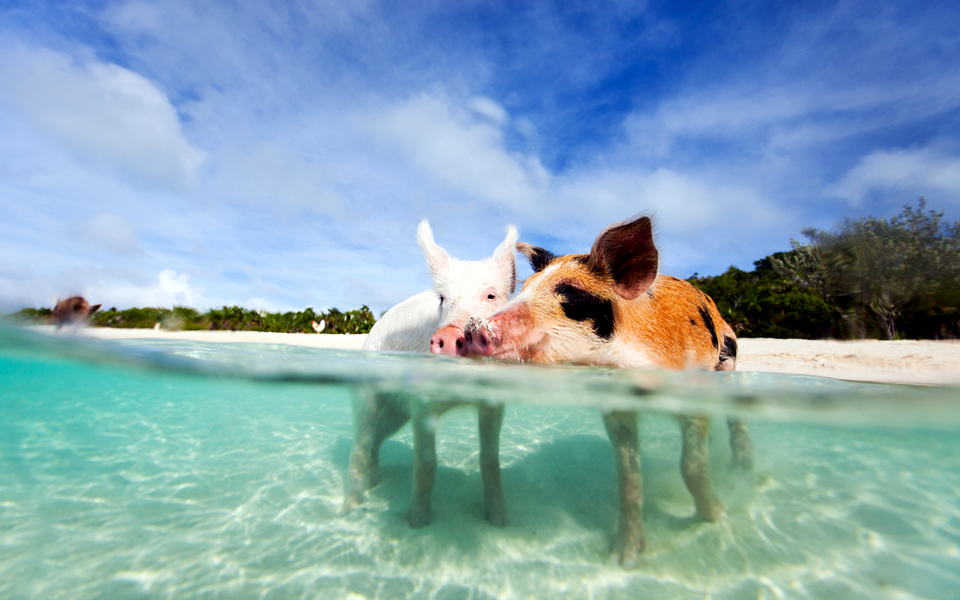 λουόμενα-γουρουνάκια-στις-μπαχάμες-2131807