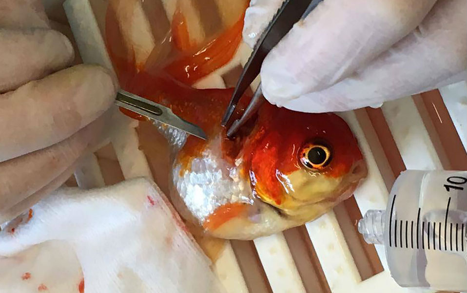 φωτογραφήματα-2136277