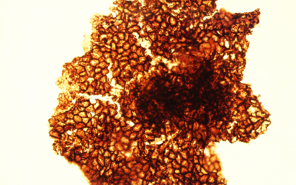 πολυκύτταροι-οργανισμοί-156-δισ-ετών-2134363