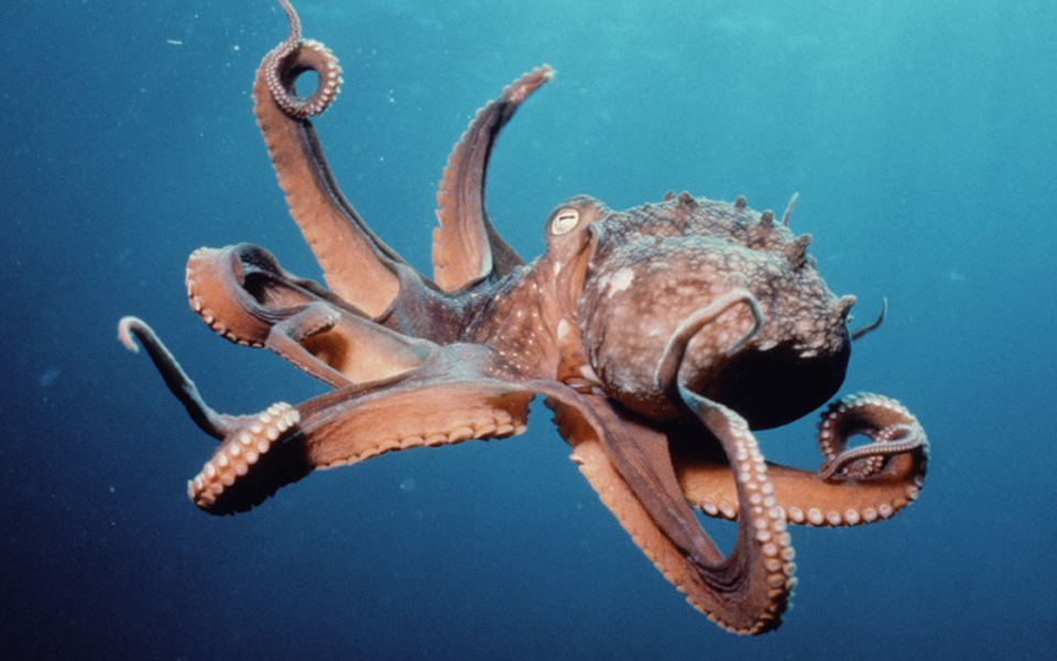 συνεχής-αύξηση-πληθυσμού-ασπόνδυλων-2135262