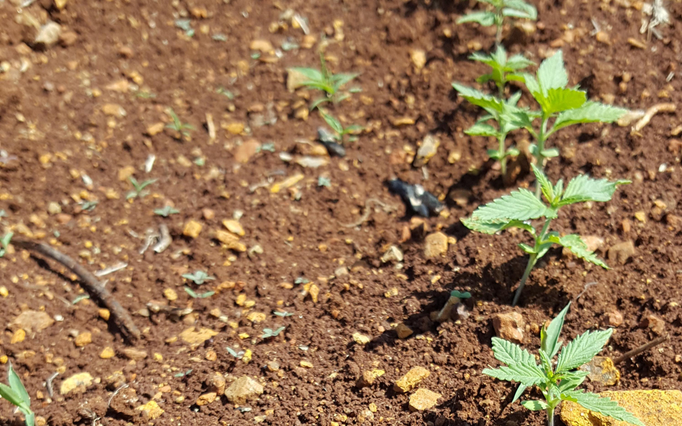 βιομηχανική-κάνναβη-στη-βοιωτία-2135831