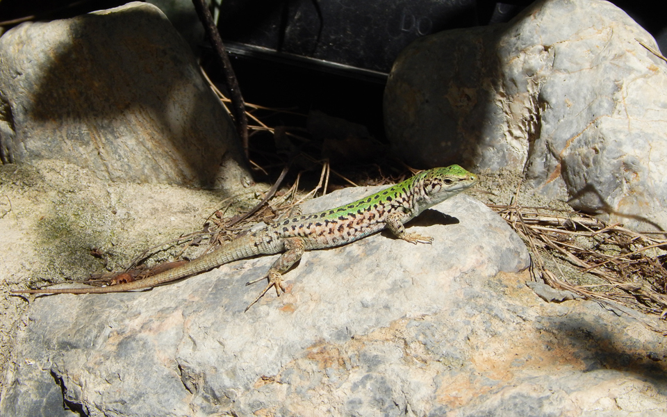 το-κυνήγι-της-σαύρας-εισβολέα-στην-πα-2135837