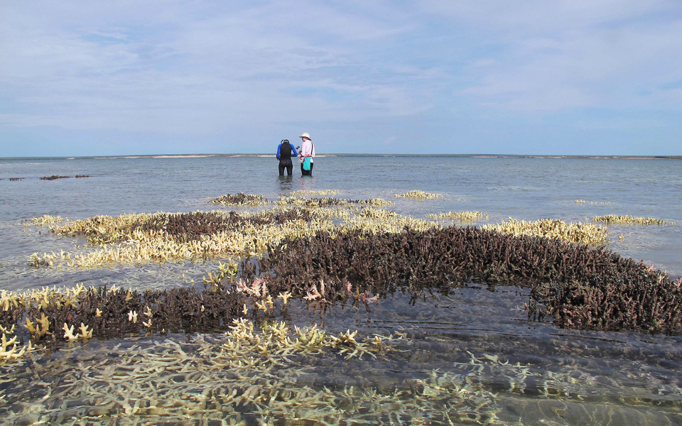 πεθαίνουν-τα-κοράλλια-της-αυστραλίας-2136222