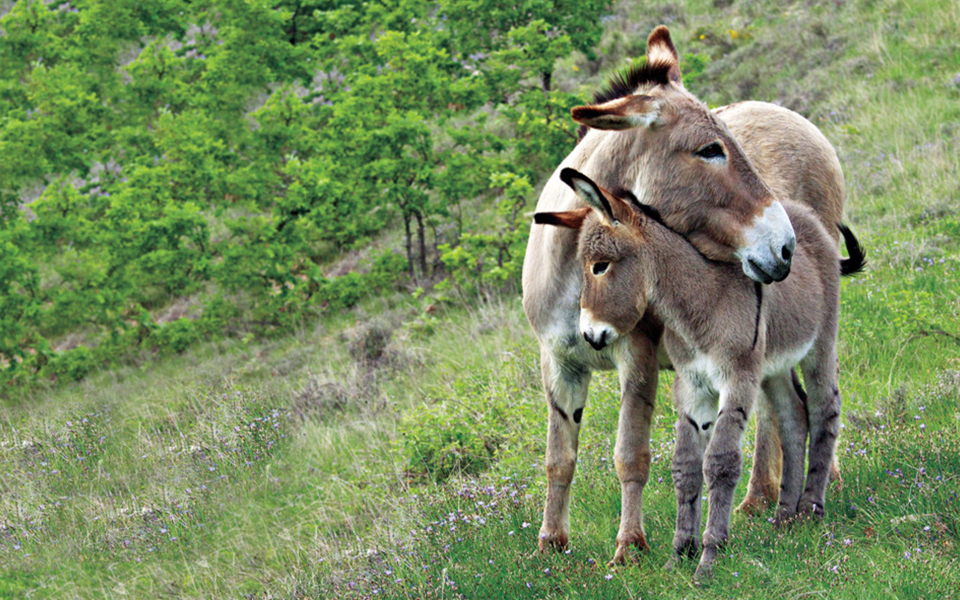 φωτογραφία-του-χρήστη-γεωργία-2133246