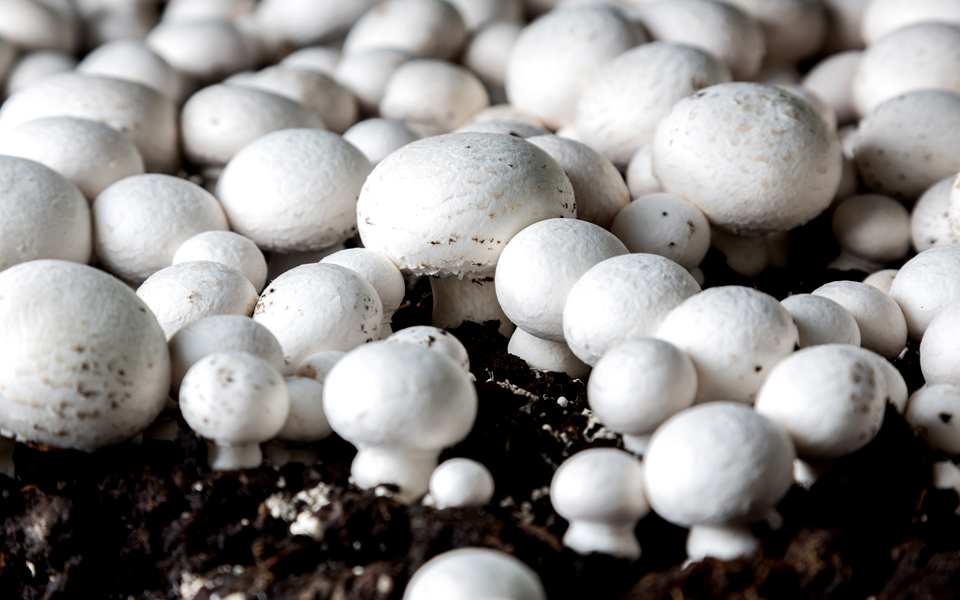 μεταλλαγμένα-αλλάζει-ο-μανωλιός-2132700