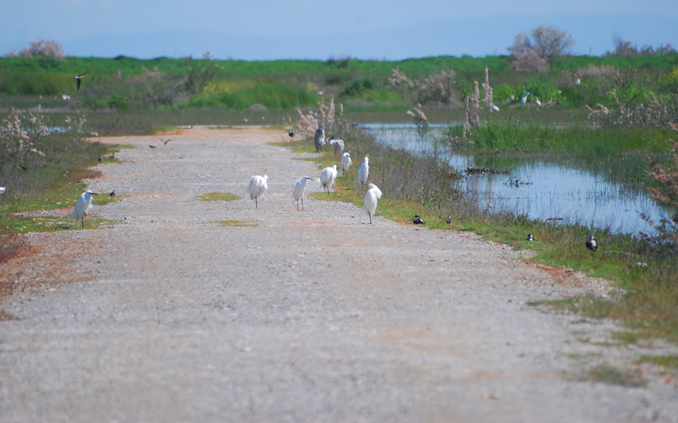 h-ε-ε-πιέζει-για-την-προστασία-υγρότοπο-2132689