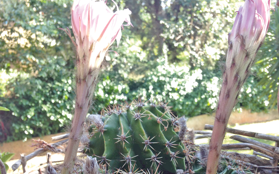 1η-ιουνίου-2016-πρωτομηνιά-καλό-καλοκαίρι-2136372