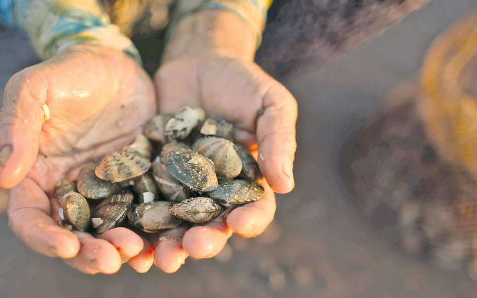 μεταδοτικός-ο-καρκίνος-σε-αχηβάδες-2139649