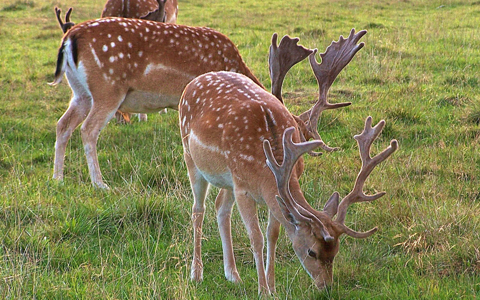 εμφύλιος-για-τα-ελάφια-2139818