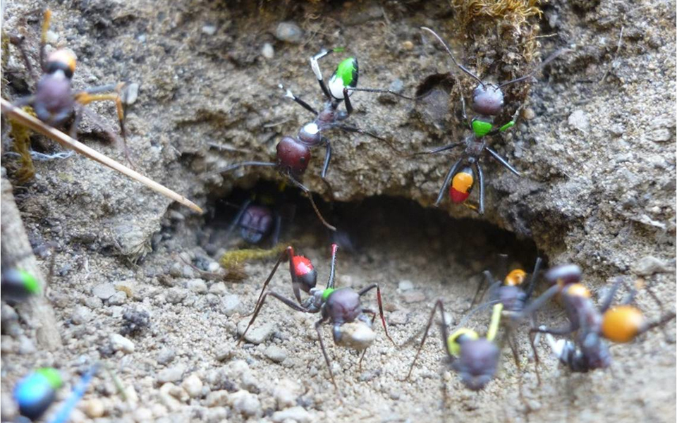 ερευνα-σε-μυρμήγκια-του-σχινιά-2139817