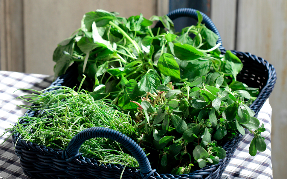 καλοκαιρινά-χόρτα-βλίτα-γλιστρίδα-αλ-2138354