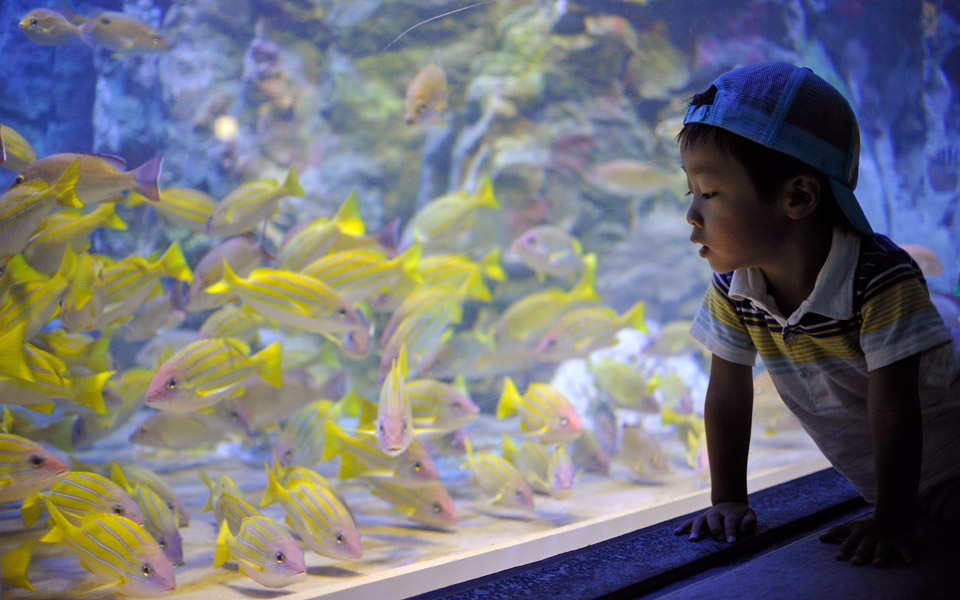 τα-ψάρια-αναγνωρίζουν-τα-ανθρώπινα-πρ-2137293