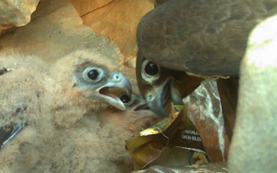 ταΐζοντας-μαυροπετρίτη-με-κομμάτια-2138939