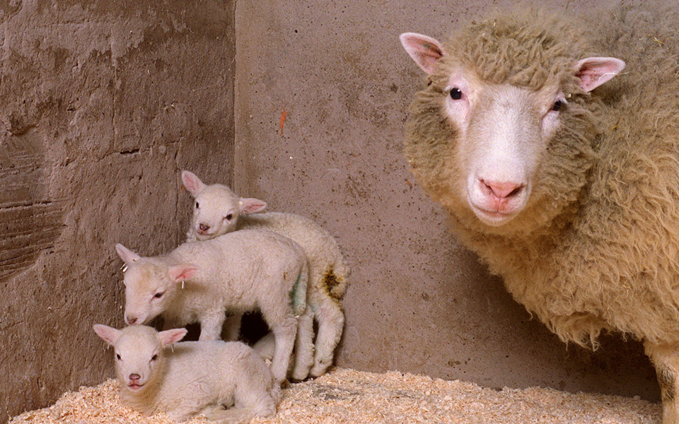 οι-κλώνοι-της-ντόλι-γερνούν-φυσιολογι-2144799