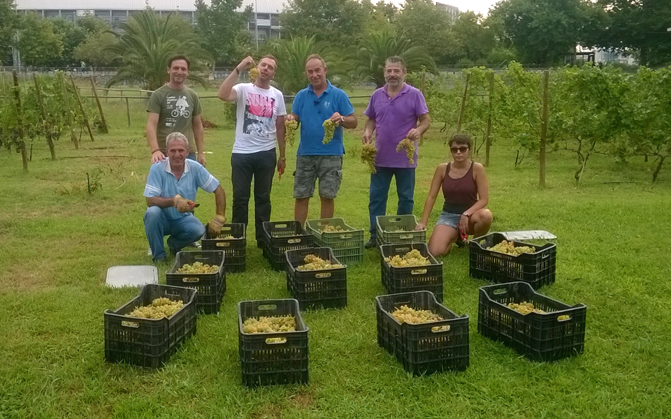 ο-πρώτος-αμπελώνας-πόλης-απέδωσε-2143523