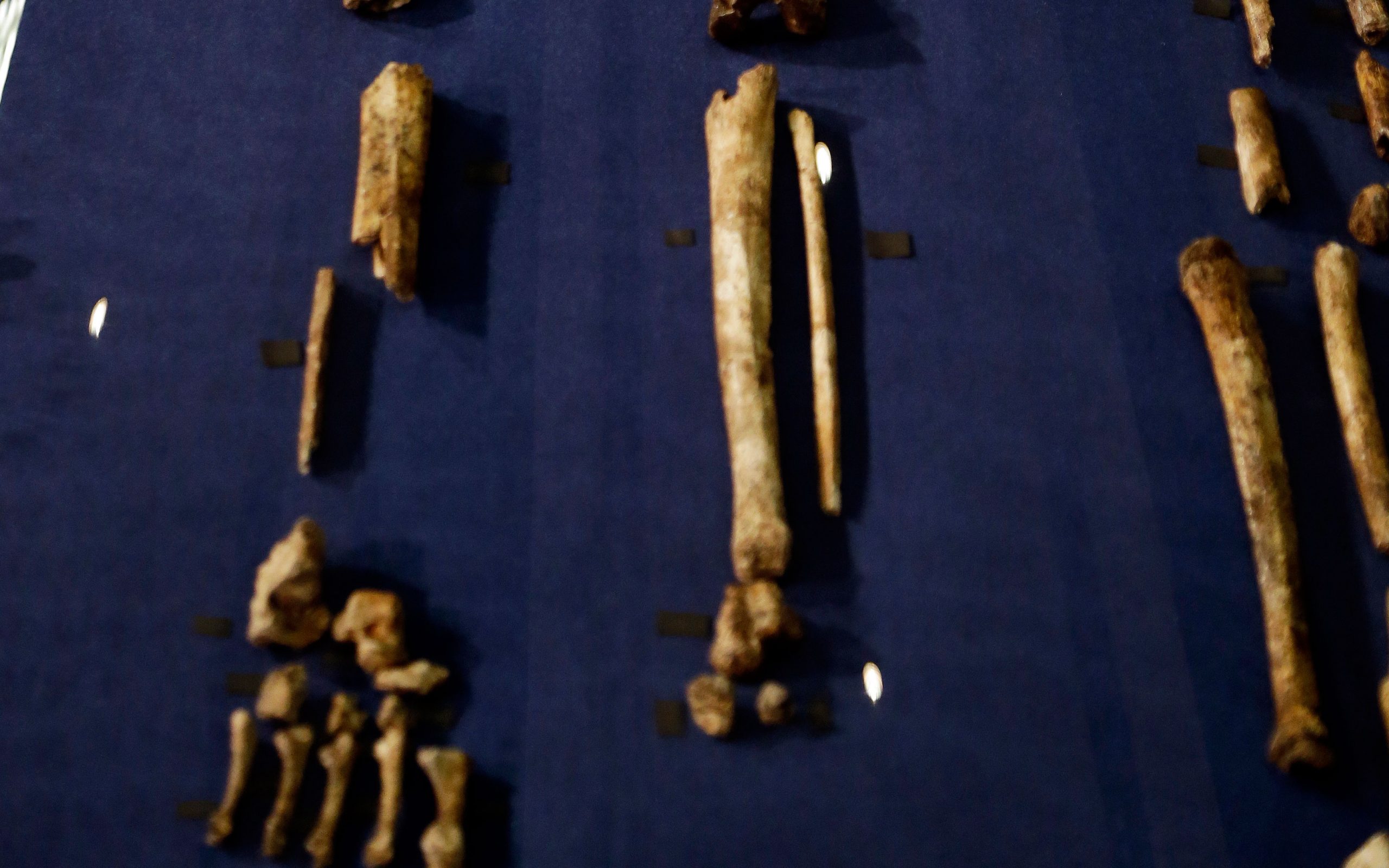 το-αρχαιότερο-δείγμα-καρκίνου-εντοπί-2144511