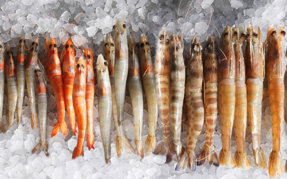 επιλέγονταs-γαρίδεs-2143053