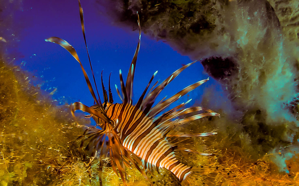 η-μεσόγειος-κινδυνεύει-από-τους-εισβο-2141977