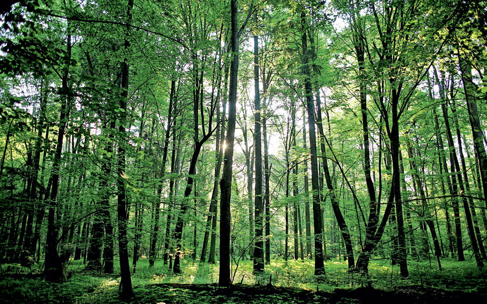 αυτές-τις-βελανιδιές-ποιος-θα-τις-σώσε-2143024