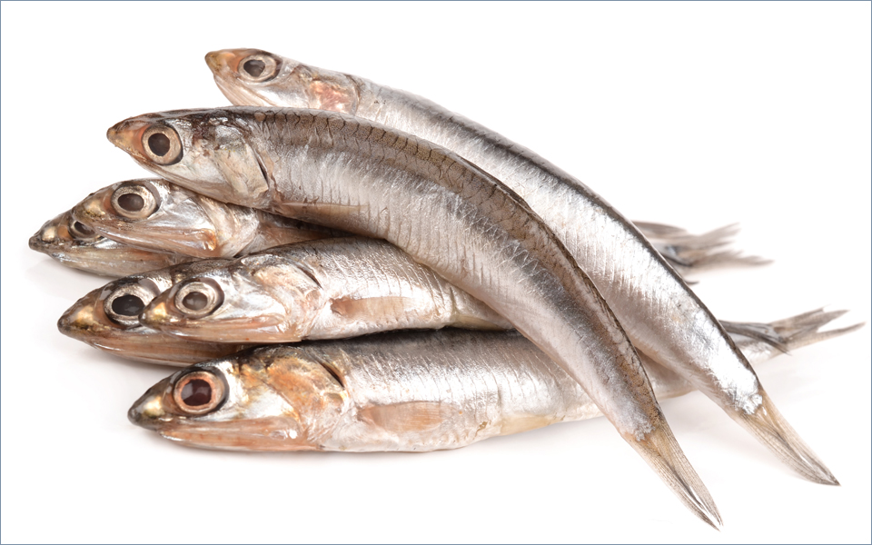 γαύρος-γίγαντας-2144030